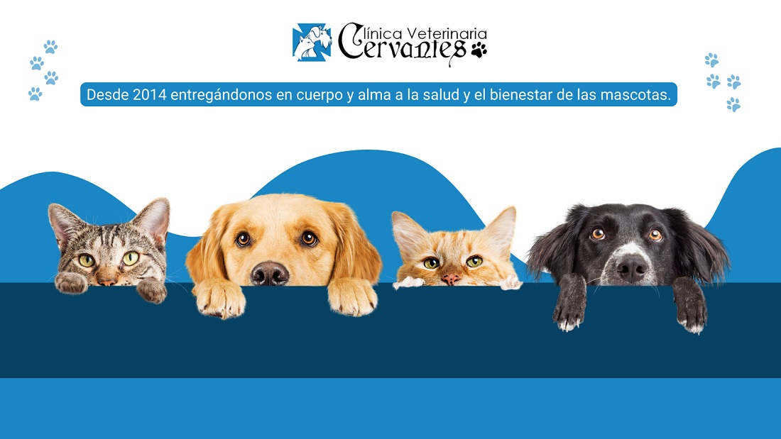 CLÍNICA VETERINARIA CERVANTES: Veterinarios