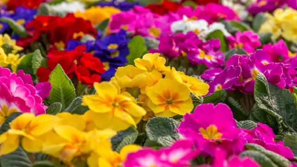 FLORISTERÍA CARLOS: Floristerías