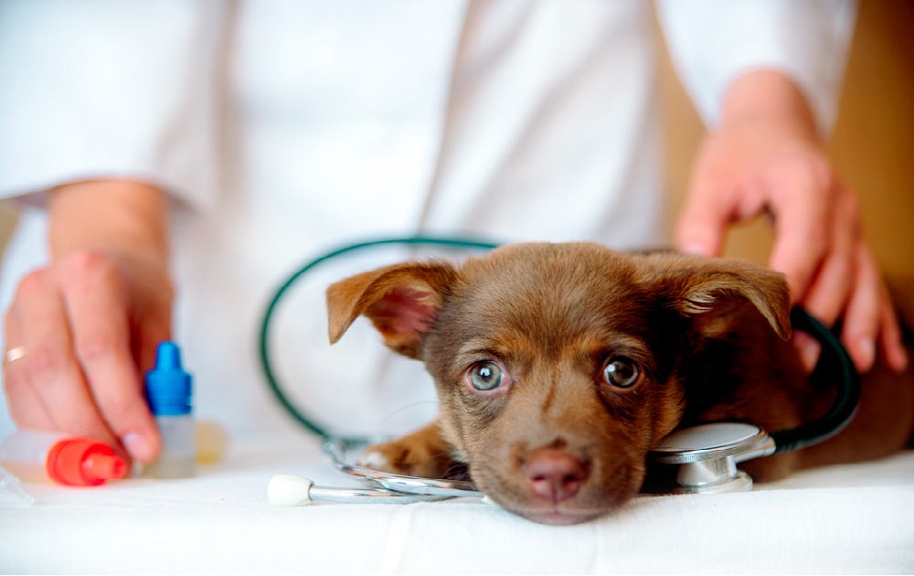 CLÍNICA VETERINARIA VILLALBILLA: Veterinarios