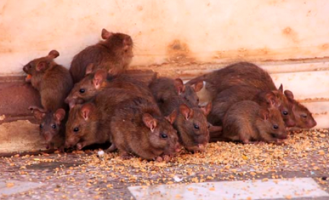 Desratización, control de roedores