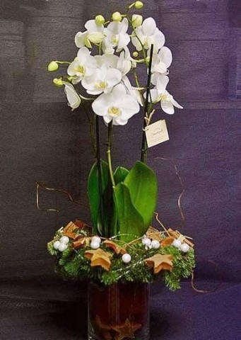 Plantas