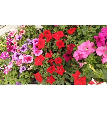 Petunias