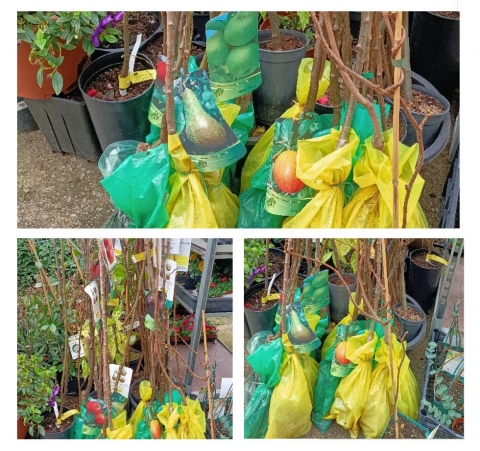 Venta de arboles frutales