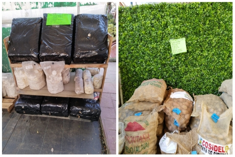 Patatas de siembra y alpacas de setas