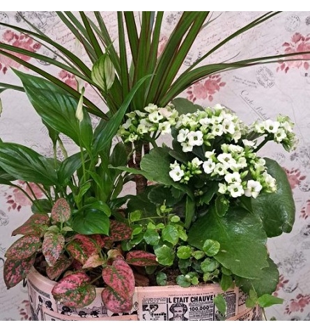 Plantas