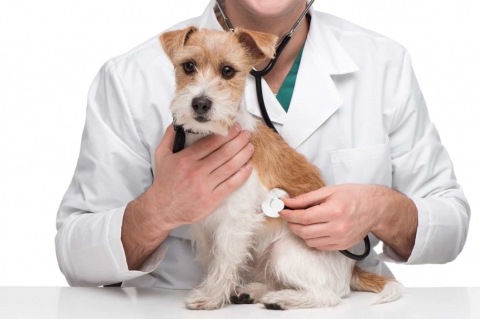 Consulta veterinaria