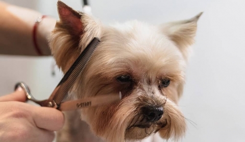 Peluquería canina y felina