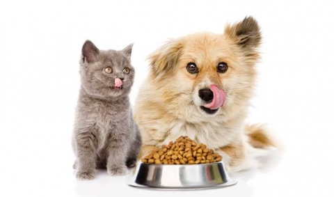 Alimentaci&oacute;n y Nutrici&oacute;n