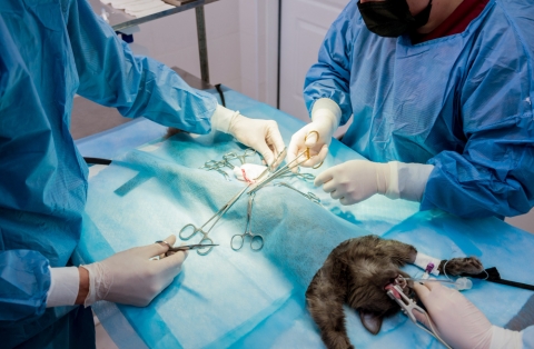 Cirug&iacute;a Veterinaria