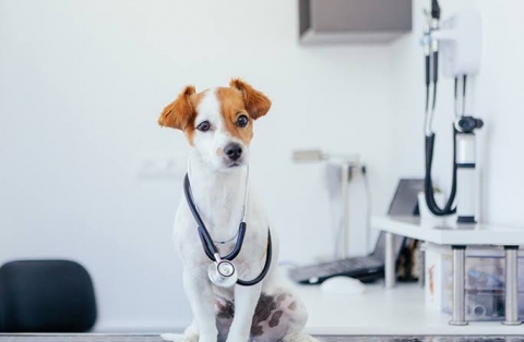 Consulta Veterinaria Integral